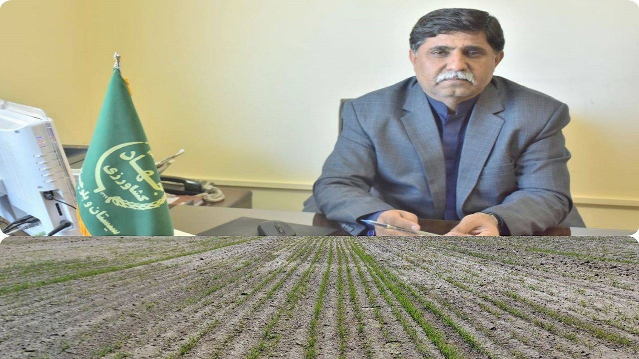 کشاورزان دلگانی پیشتاز در کشت گندم
