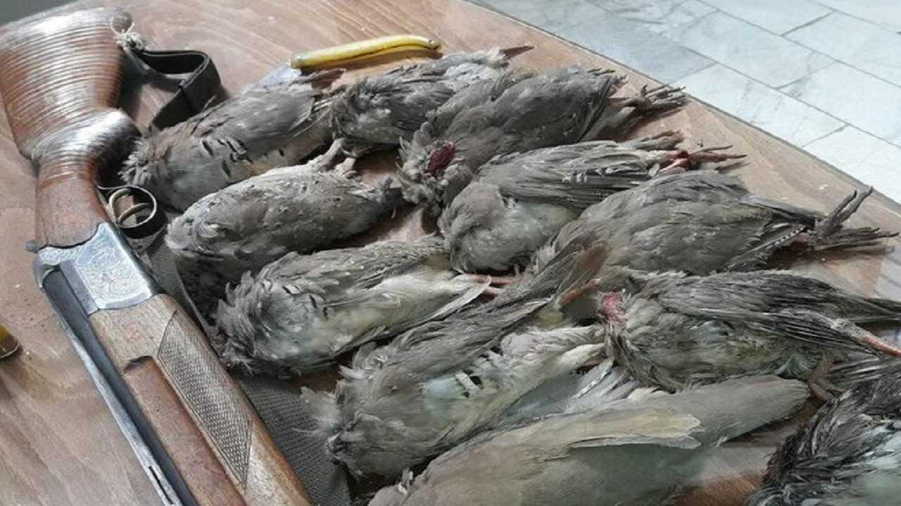 کشف لاشه ۱۰ قطعه کبک و ضبط یک قبضه سلاح شکاری در سرعین
