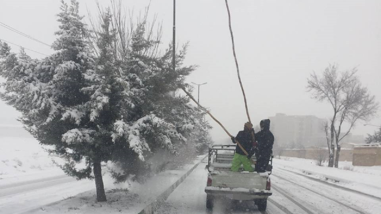 برف تکانی درختان برای جلوگیری از شکستن شاخه‌ها