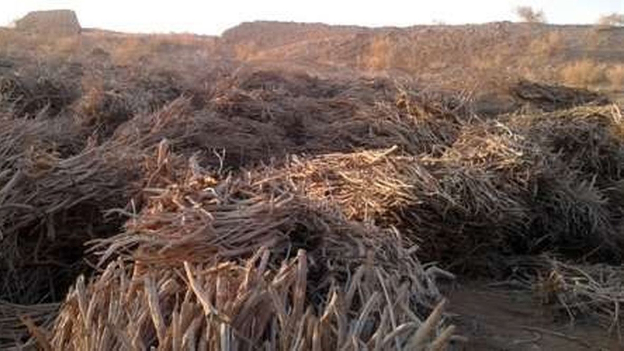 دستگیری قاچاقچی یک تن چوب تاغ در آران و بیدگل
