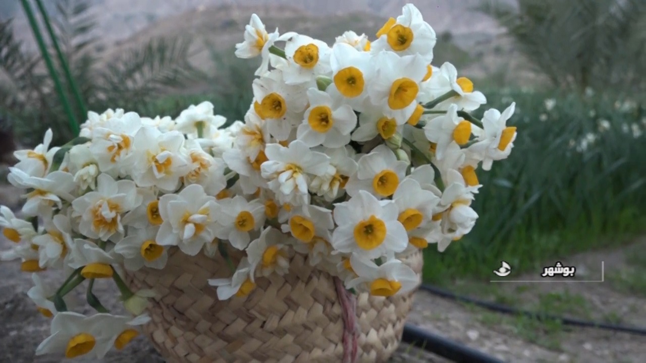 برداشت گل نرگس در روستای رودفاریاب دشتستان