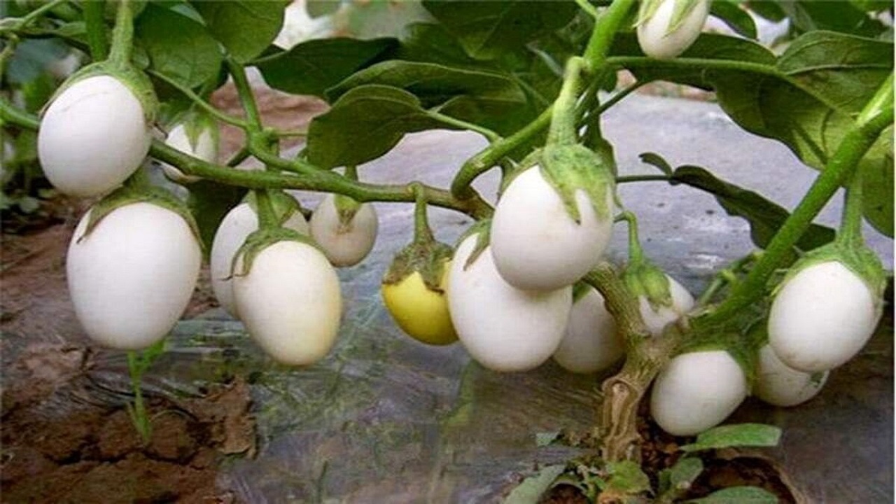 میوه‌ای پرطرفدار در ژاپن + فیلم
