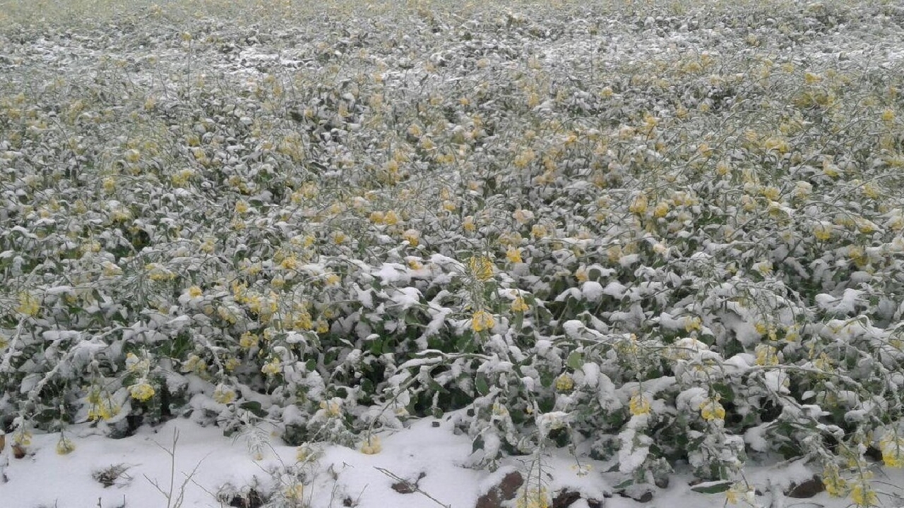 خسارت بیش از ۸ هزار میلیارد تومان به کشاورزی خراسان رضوی براثر سرما