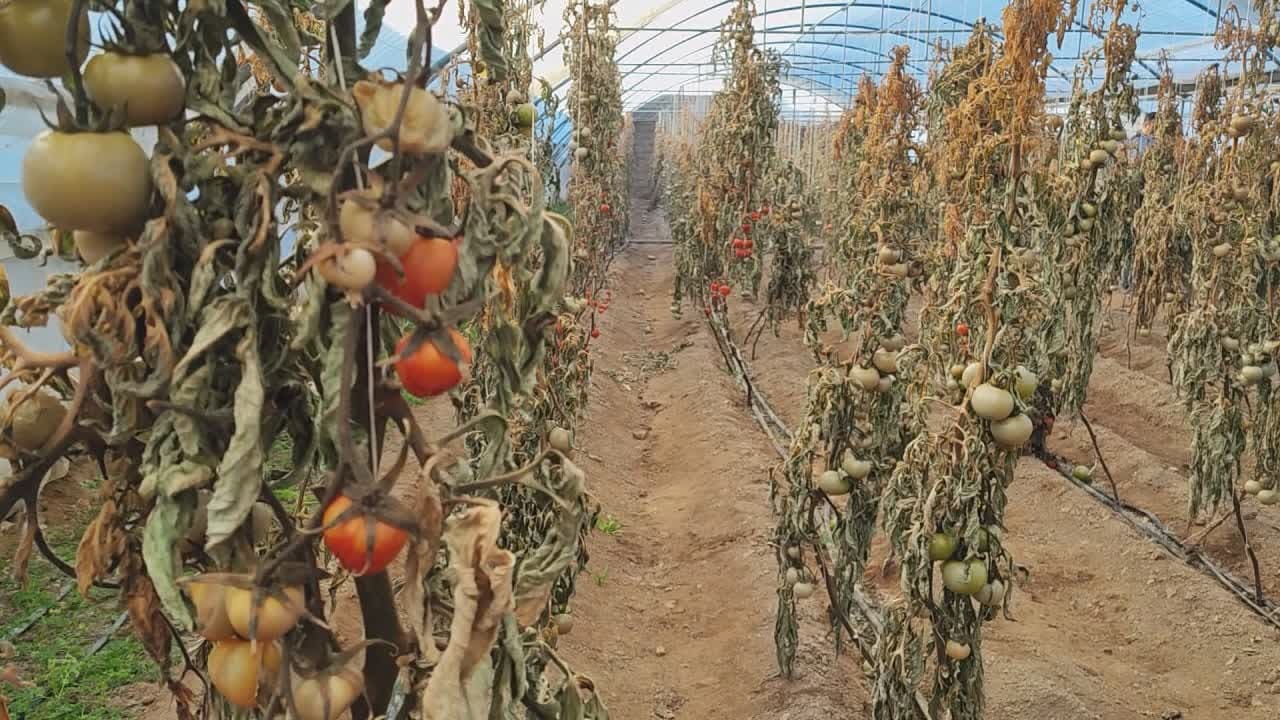 سرما گلخانه‌ها را منجمد و مرغداری‌ها را بی گازوئیل کرد