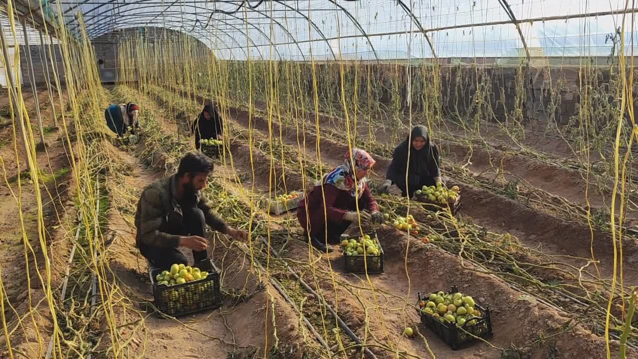برداشت محصول