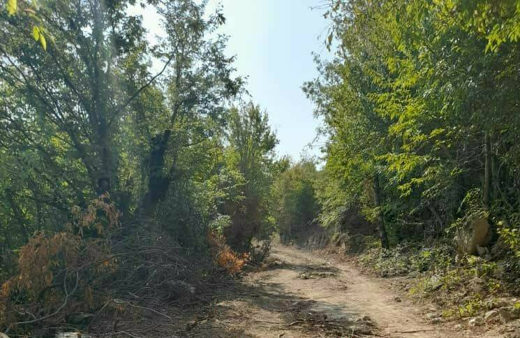 نابودی و تخریب بخشی از جنگل‌های هیرکانی در  روستای ده نالاج + تصاویر