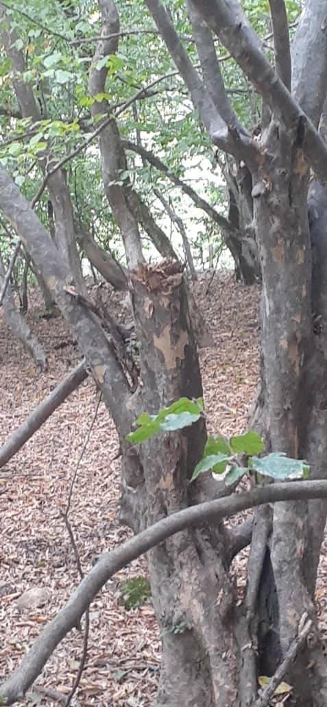 جنگل&zwnj;های هیرکانی