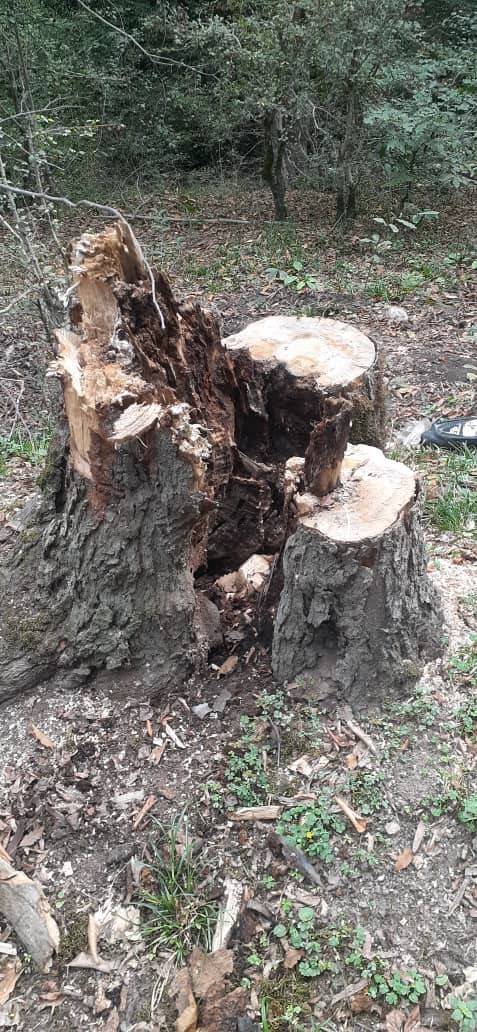 جنگل&zwnj;های هیرکانی روستای ناعلاج