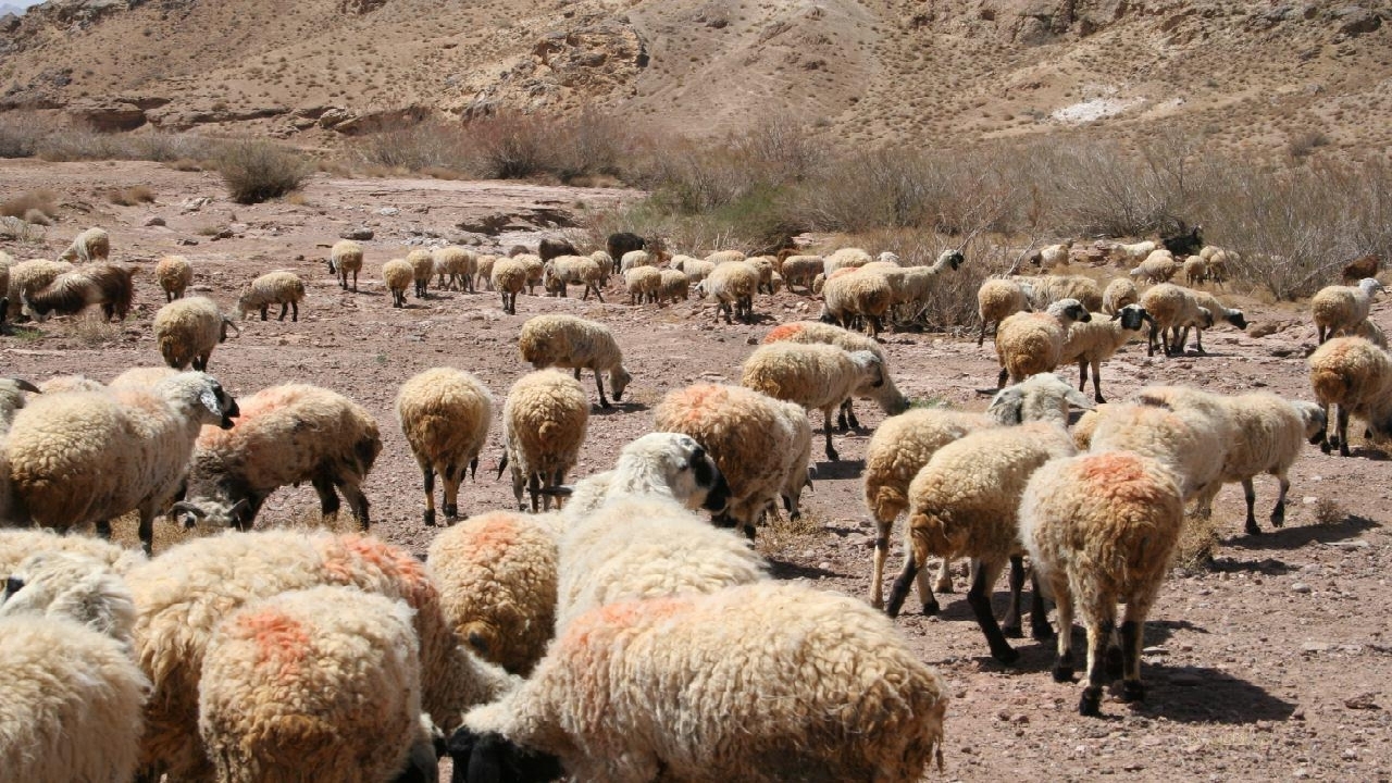 رفع دغدغه ۱۰ ساله دامداران تا تحقق مطالبه روستاییان شهرستان بن