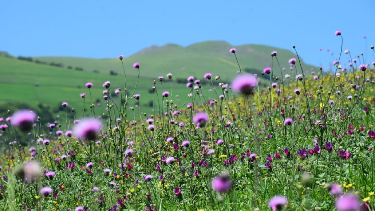 شناسایی بیش از ۸ هزار گونه گیاهی در ایران