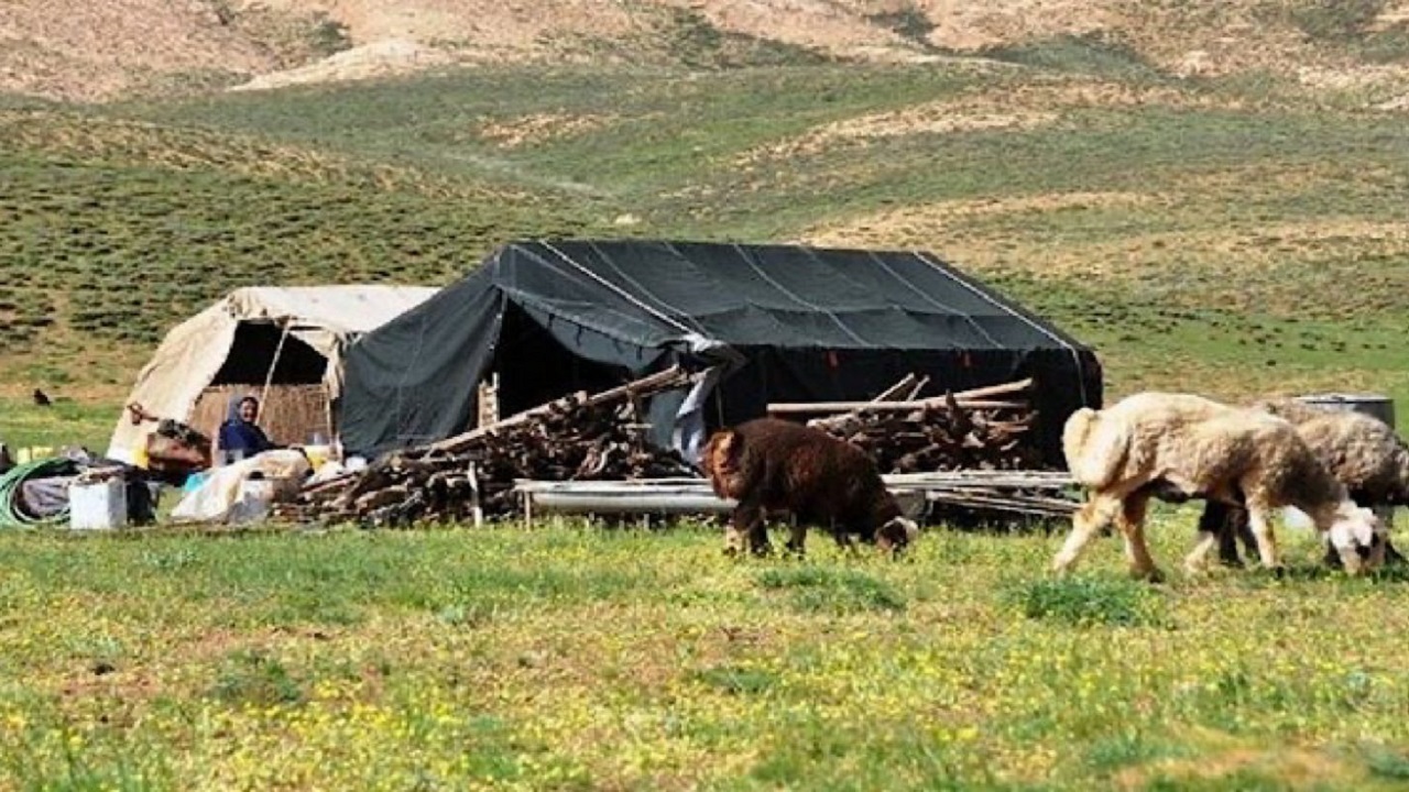 تولید ۲۵ درصد گوشت کشور توسط عشایر/ مقابله با ۶ بیماری مشترک