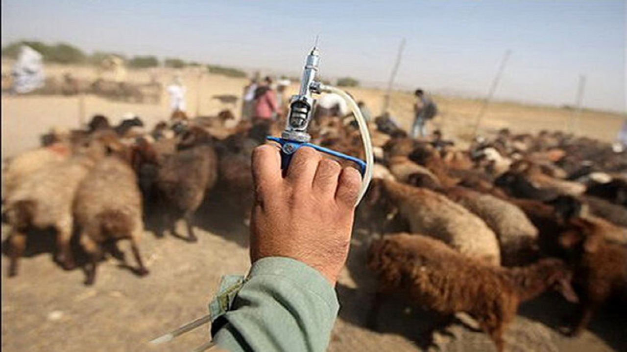 واکسیناسیون رایگان دام عشایر در استان بوشهر آغاز شد