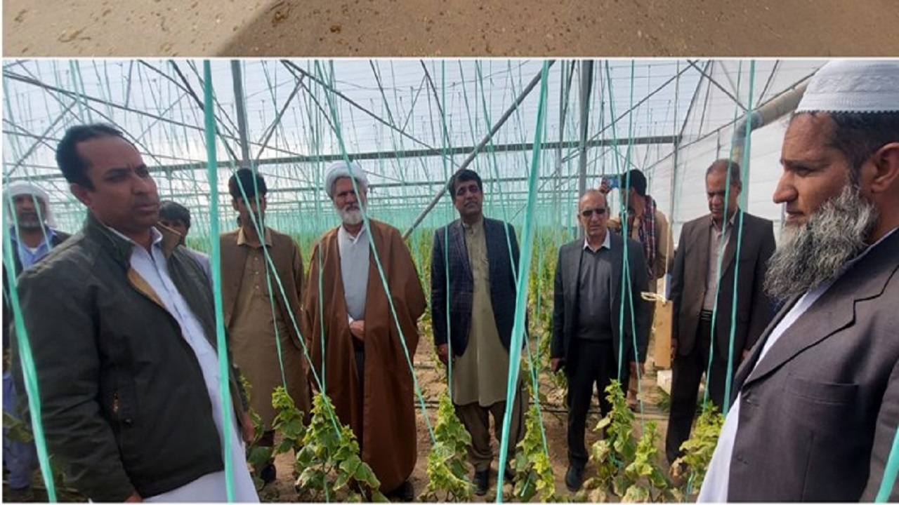 ۵۰ هکتار گلخانه جدید در سیستان و بلوچستان به بهره‌برداری رسید