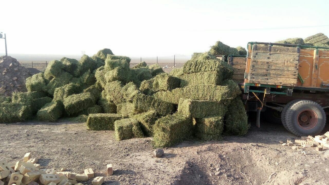 اهدای بیش از ۲ تن دان و علوفه برای حیات وحش خراسان جنوبی