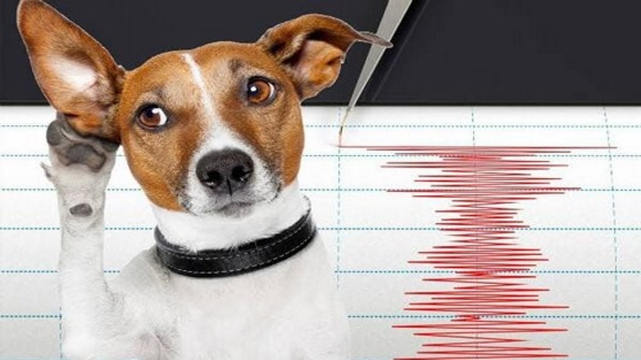 آیا حیوانات می‌توانند وقوع زلزله را پیش‌بینی کنند؟