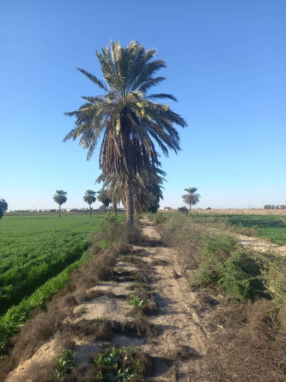 درختان خرما