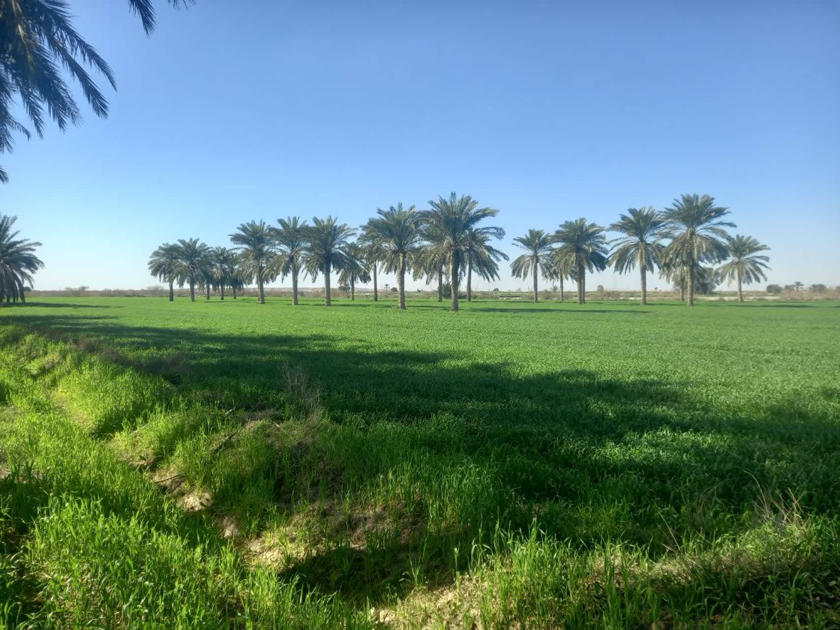 نخلستان خوزستان