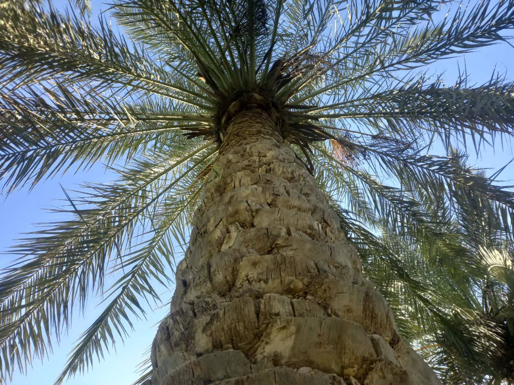 درخت خرما