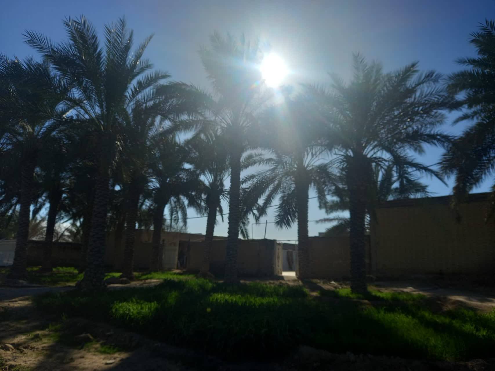 غروب نخلستان