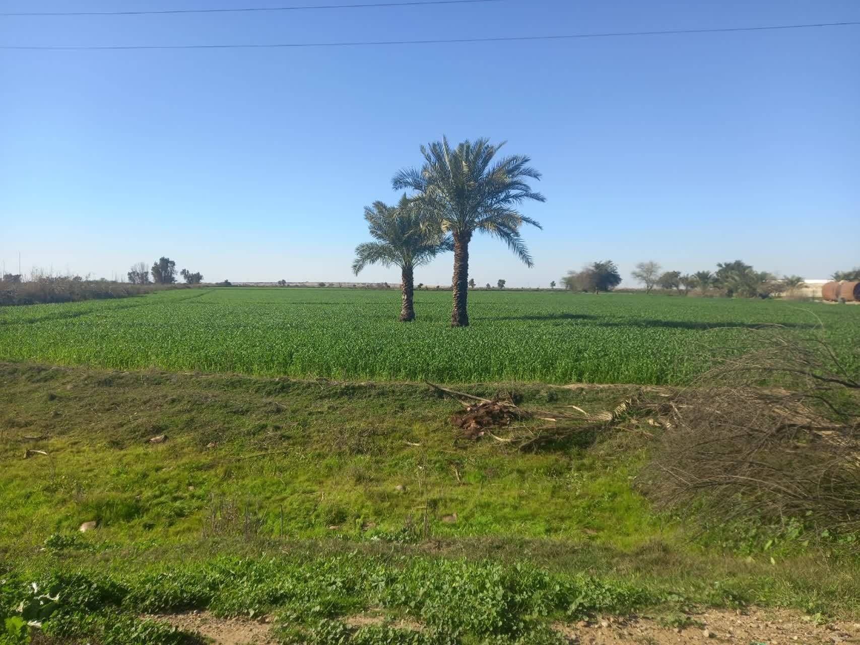 درختان نخل خوزستان