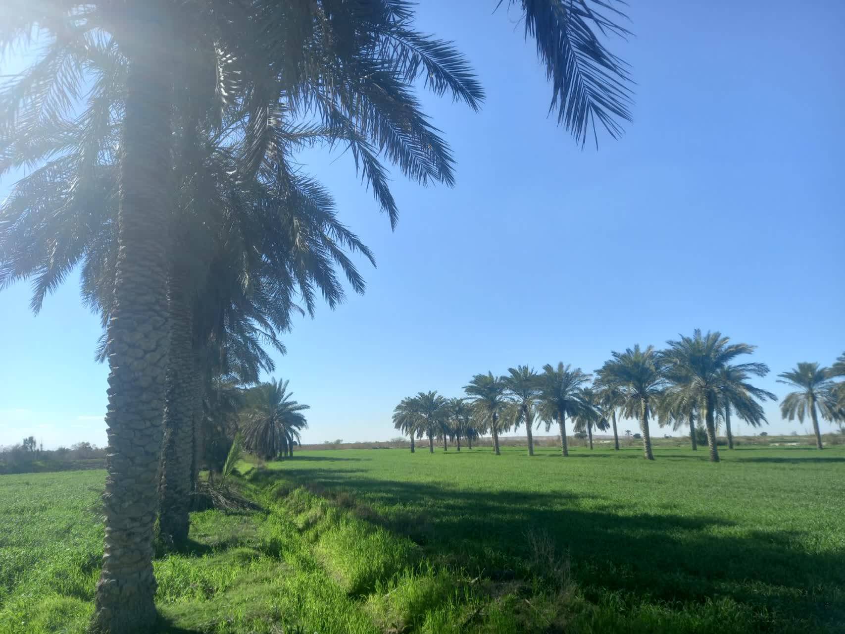 نخلستان