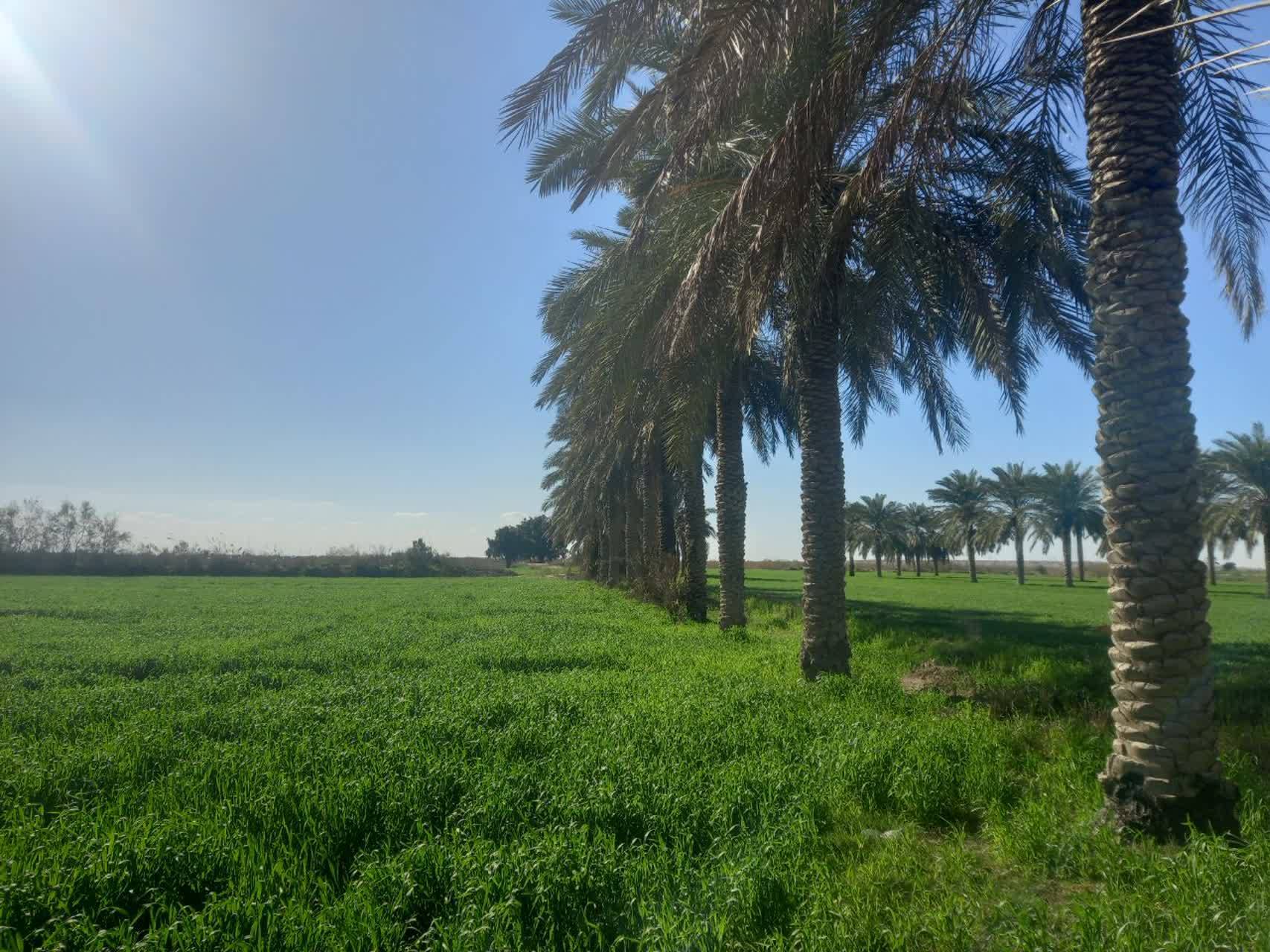 درختان نخل