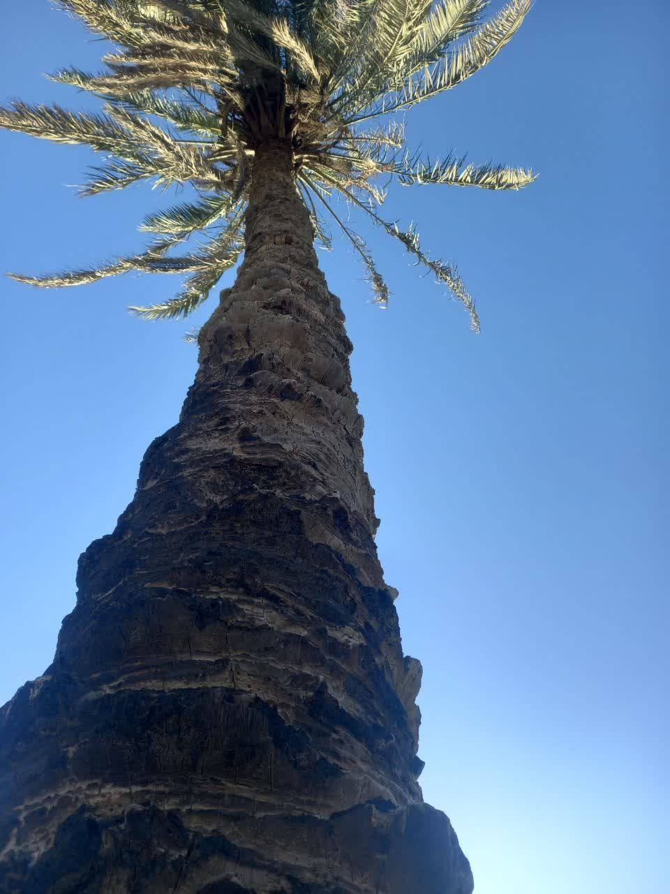 درخت نخل