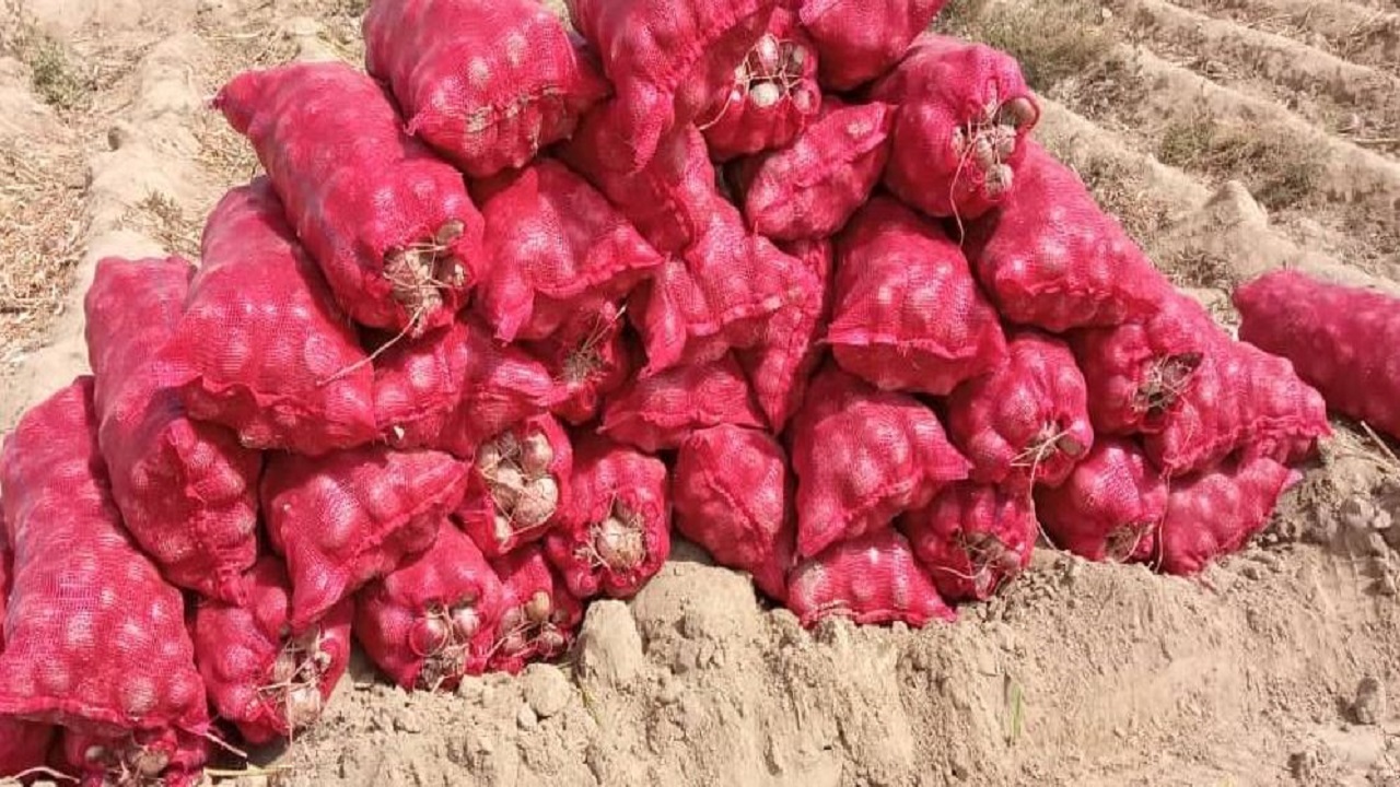 برداشت پیاز خارج ازفصل ۳ هزار هکتار از اراضی کشاورزی جنوب سیستان وبلوچستان