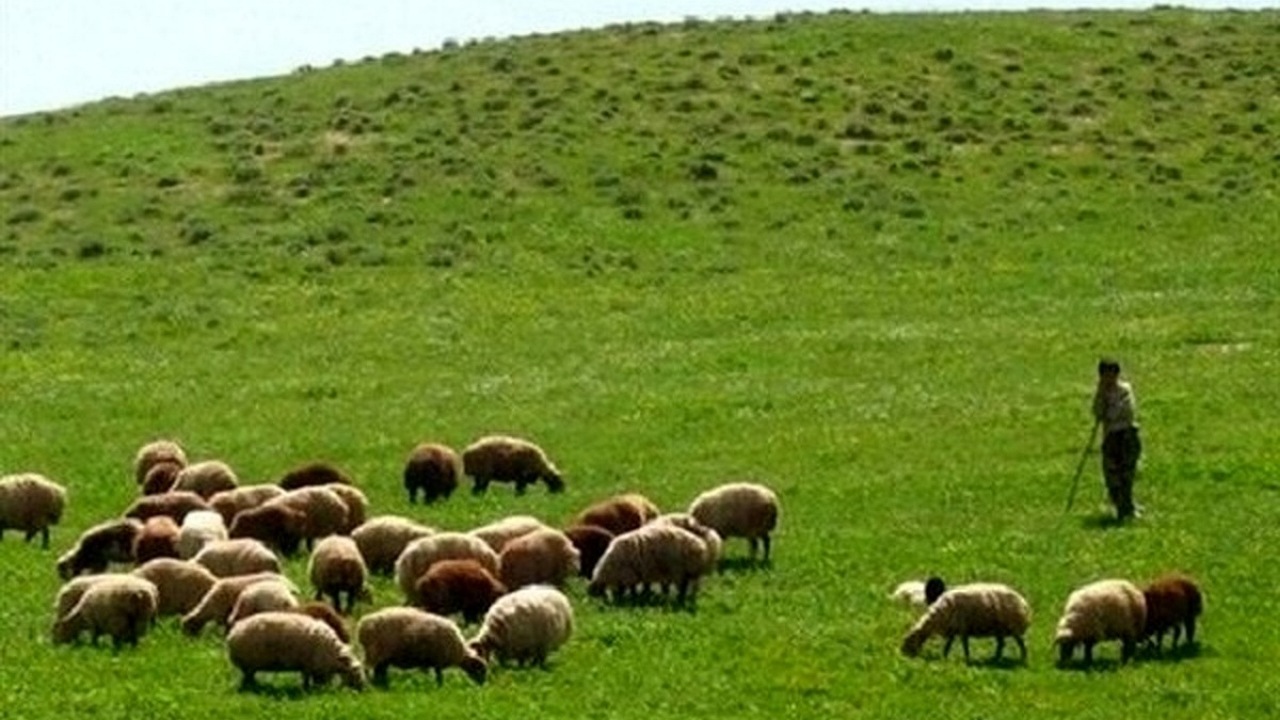 پایان اسفند، آخرین مهلت تمدید پروانه چرای دام