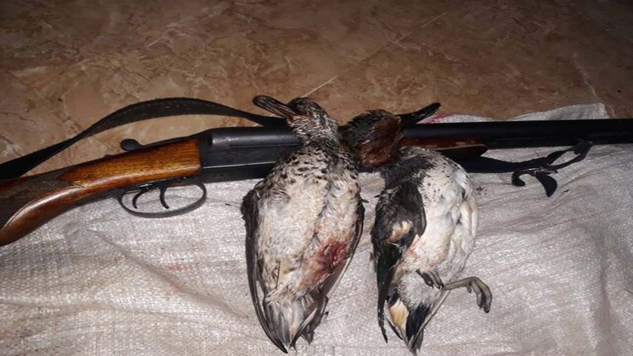 کشف لاشه ۲۱ پرنده شکار شده در آمل