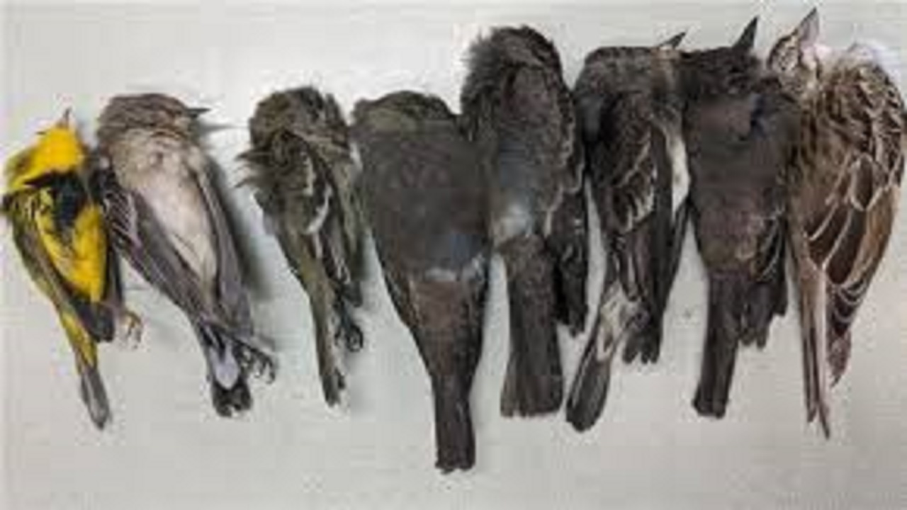 دستگیری ۳ شکارچی غیر مجاز پرندگان در مه ولات