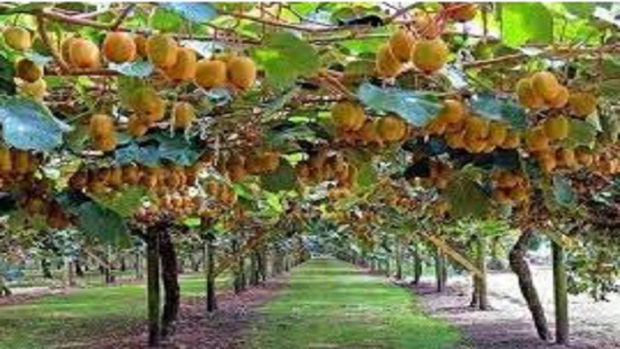 ضرورت روغن پاشی زمستانه در باغ‌های کیوی