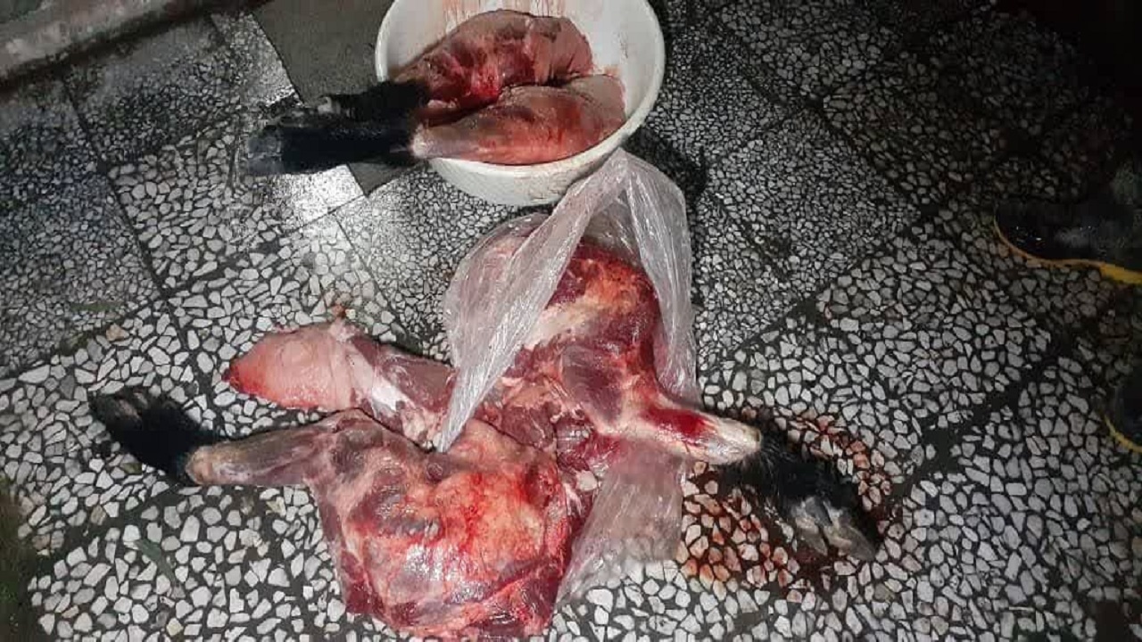 کشف گوشت گراز از خودروی شکارچیان در رضوانشهر