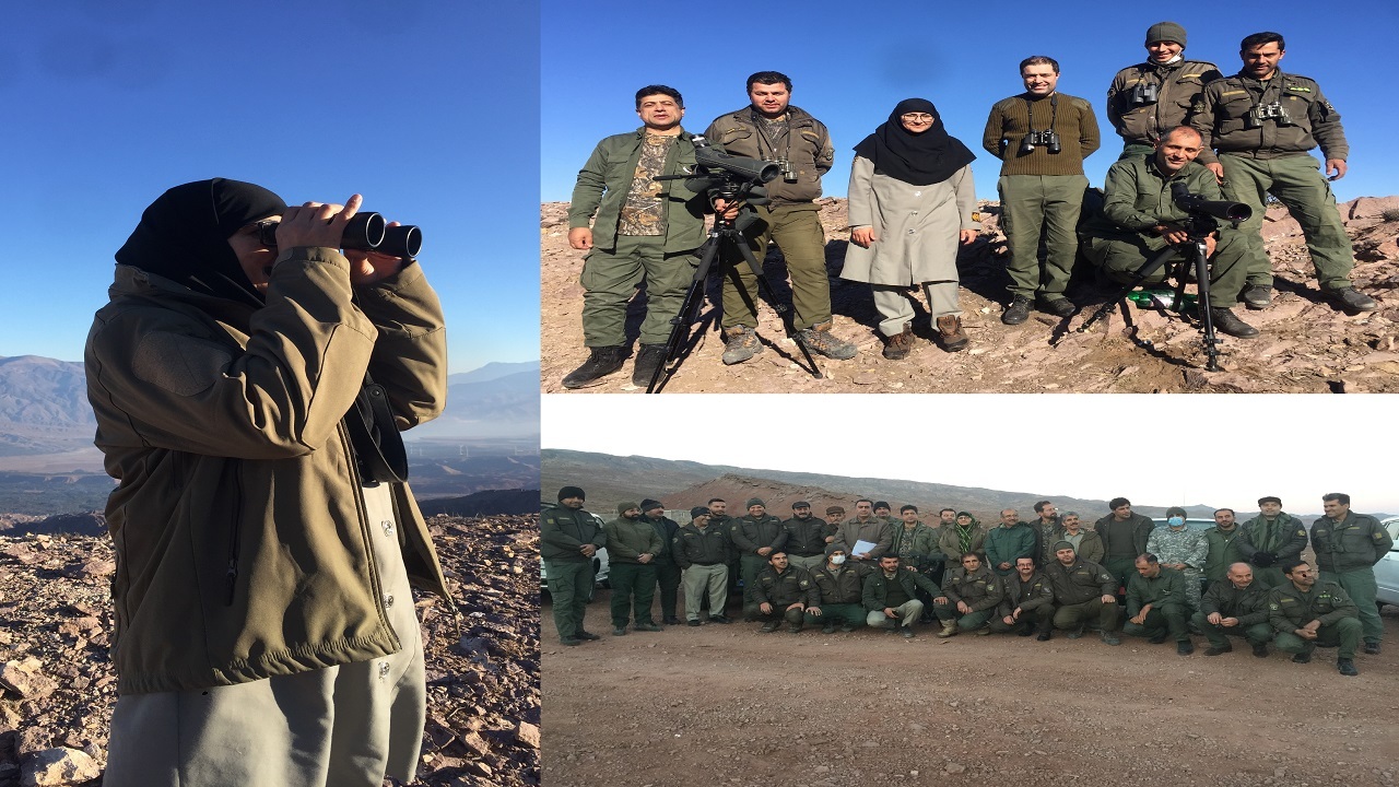 پایان سرشماری زمستانه سم داران وحشی در استان قزوین