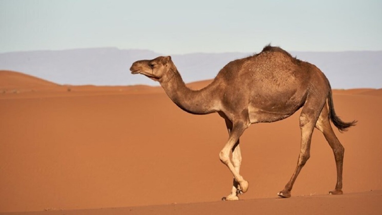 نحوه بالا رفتن شتر از شنزار + فیلم