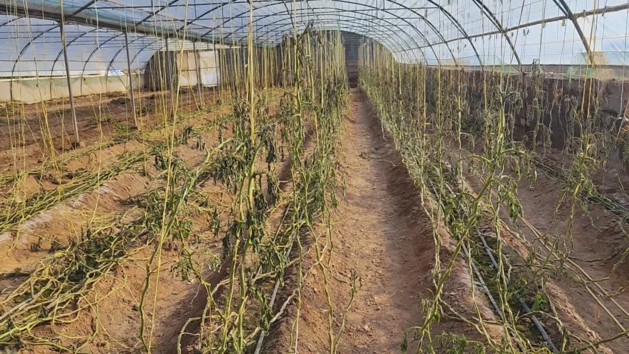 گلخانه هایی که زیر تازیانه سرما جان دادند