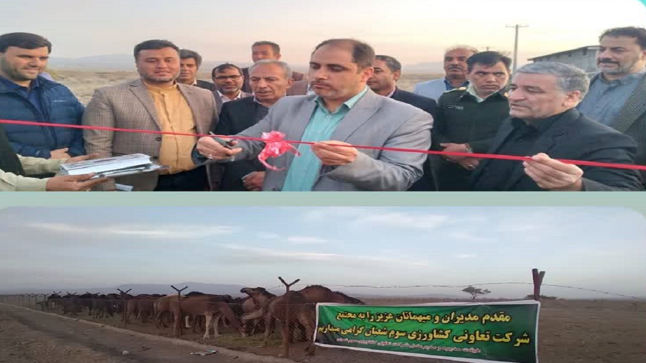 بهره برداری از طرح پروار بندی شتر با ظرفیت ۷۰ نفر در ارزوئیه