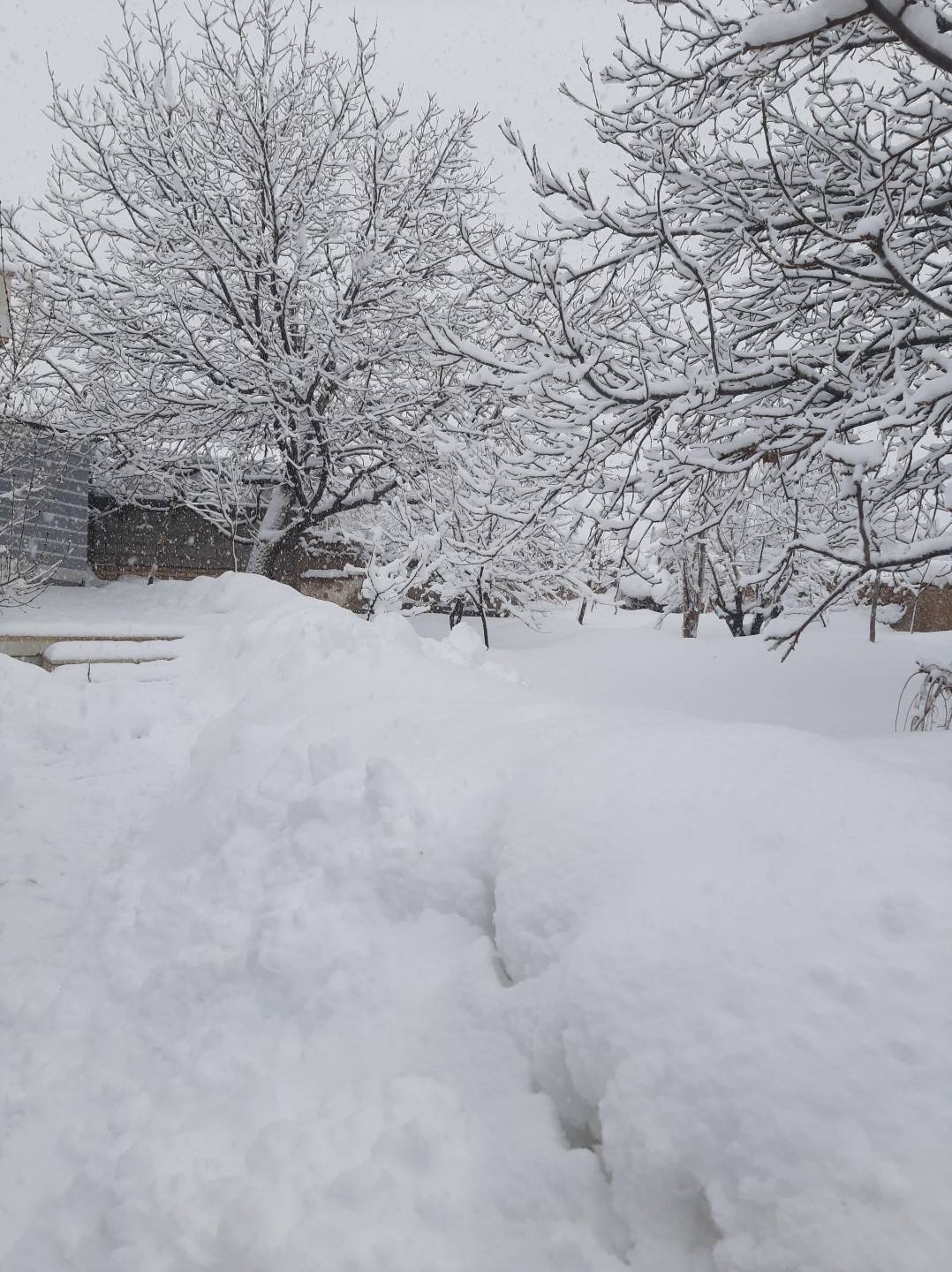 بارش برف زمستانی
