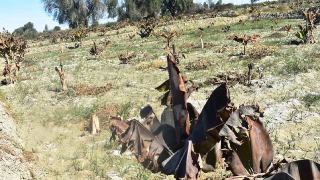 خسارت ۸۲۵ میلیارد تومانی سرما و سیل در سیستان و بلوچستان