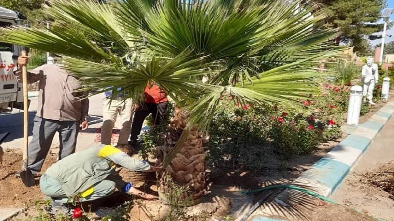 جا به جایی ۱۰۰ درخت قدیمی با استفاده از تکنیک روتبال در گرگان