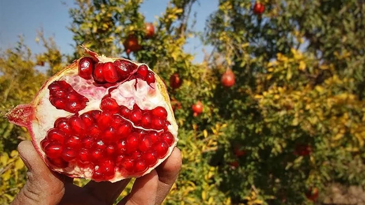 برداشت انار در درجزین + فیلم