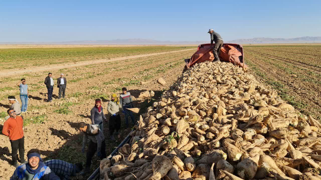 ۳۴ میلیارد تومان عاید چغندر قند کاران شد