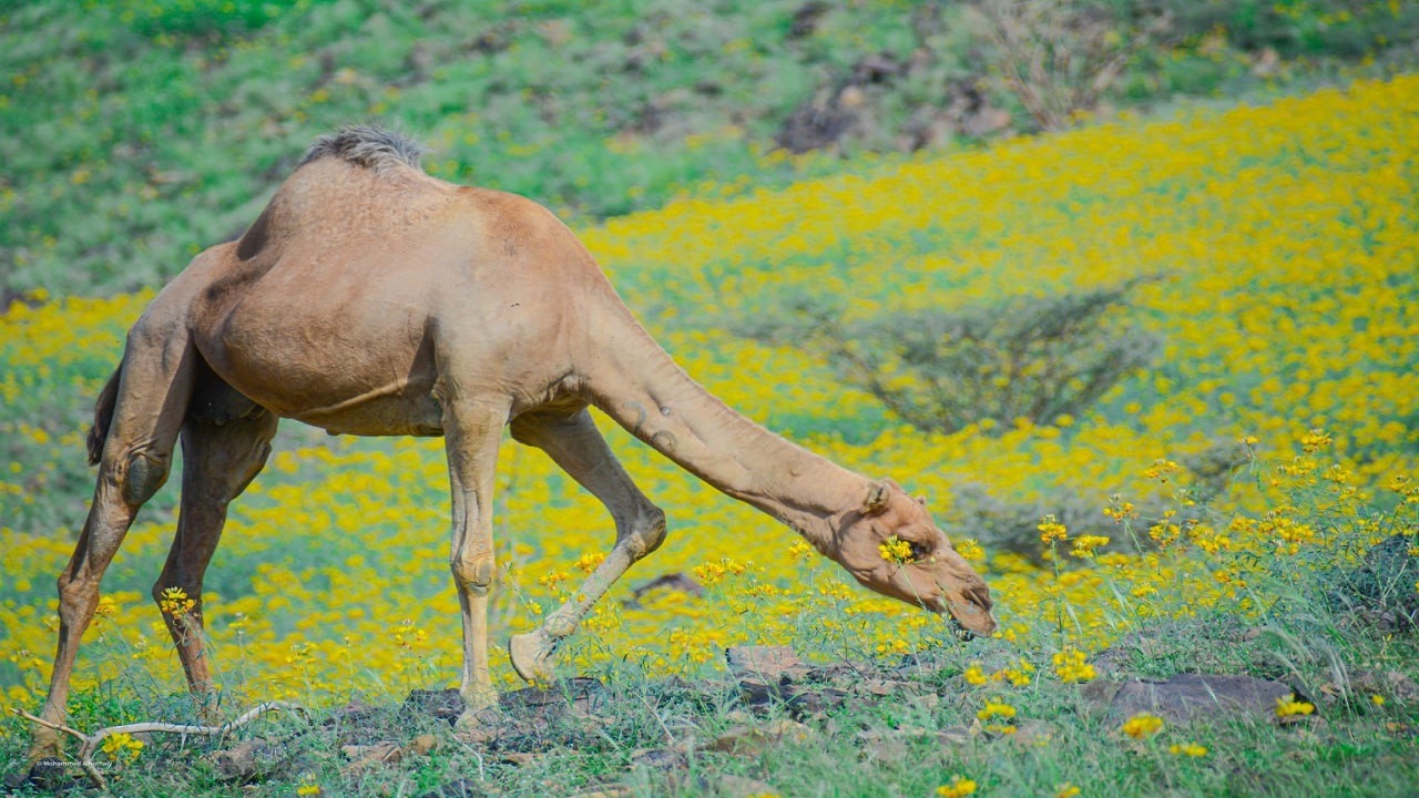 جلوه‌گری بهار مکه در میانه زمستان+ تصاویر
