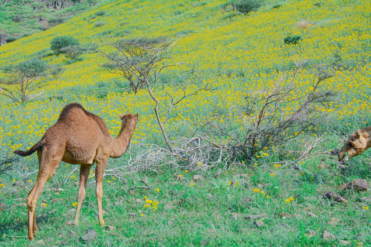 شترهای اطراف مکه