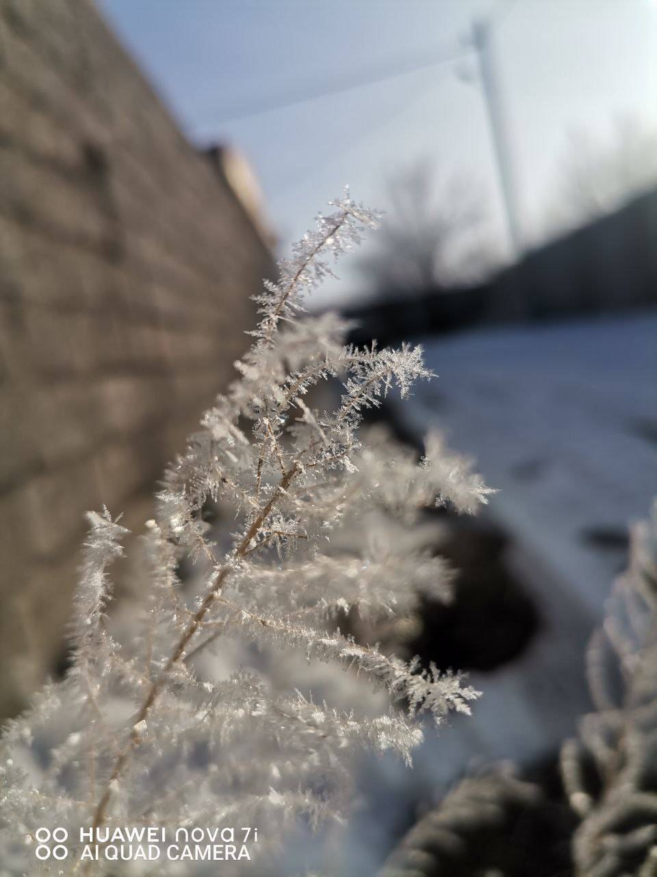 طبیعت برفی روستای اسبفروشان