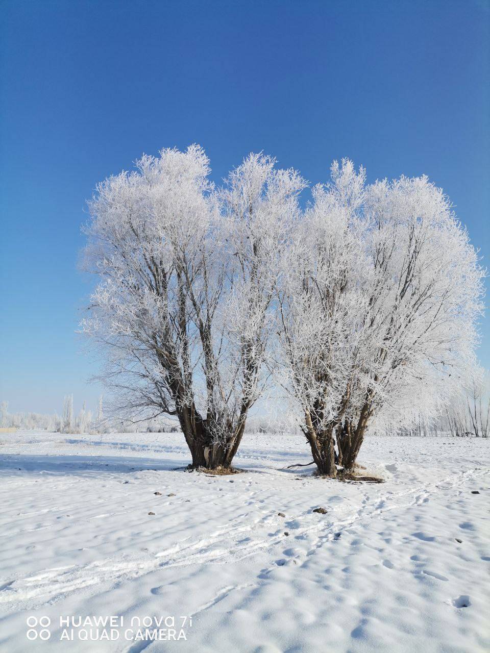 طبیعت سفیدپوش