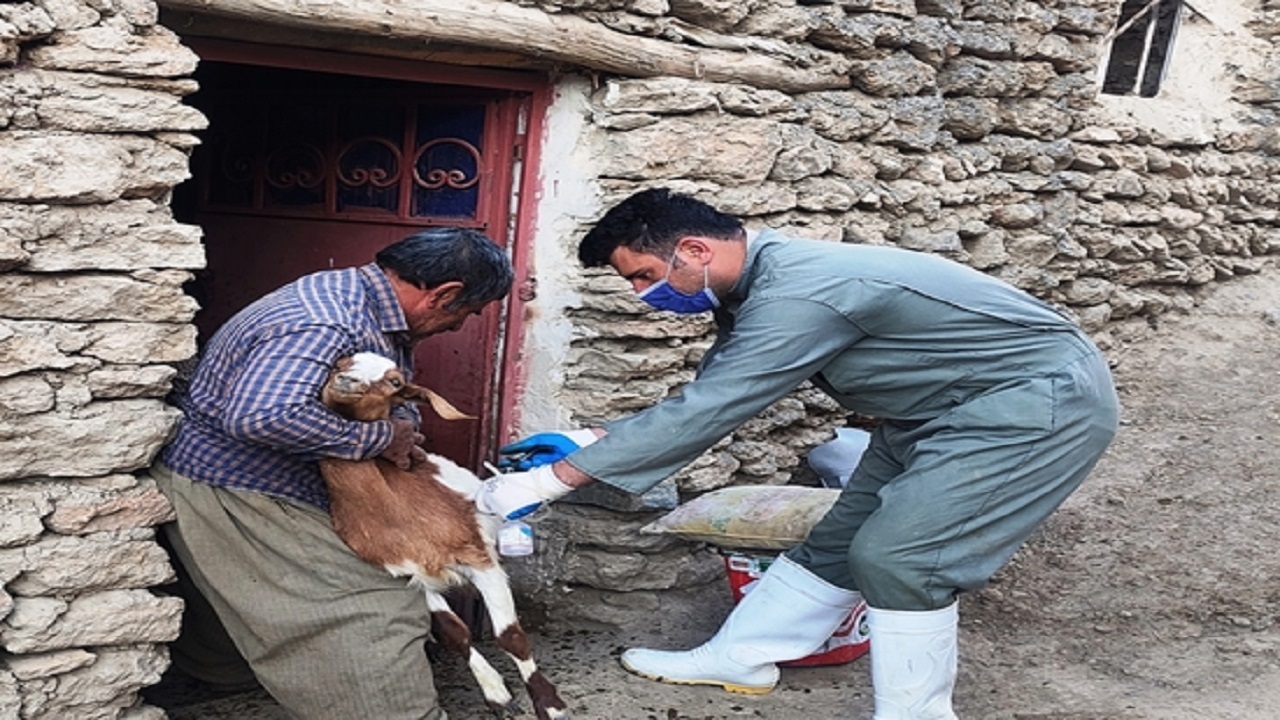 واکسیناسیون دامی علیه بیماری تب برفکی در کردستان