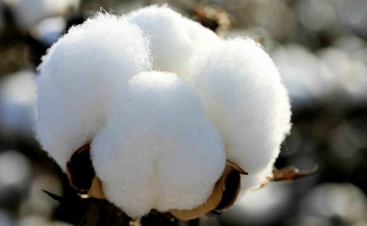 رقبای خارجی، پنبه اصفهان را زدند