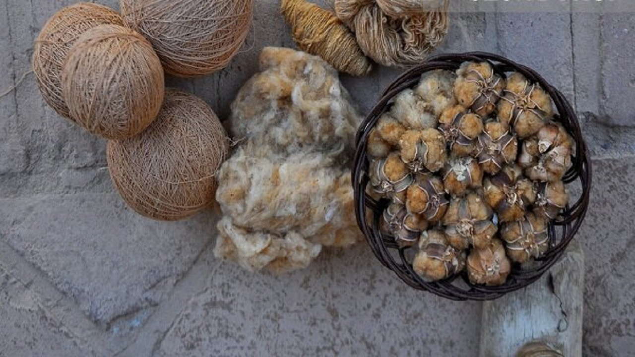 پنبه مله خراسان جنوبی در راه ثبت جهانی