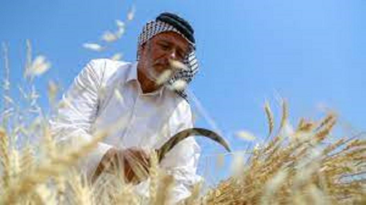بهره مندی کشاورزان خرمشهری از برنامه‌های آموزشی ترویجی